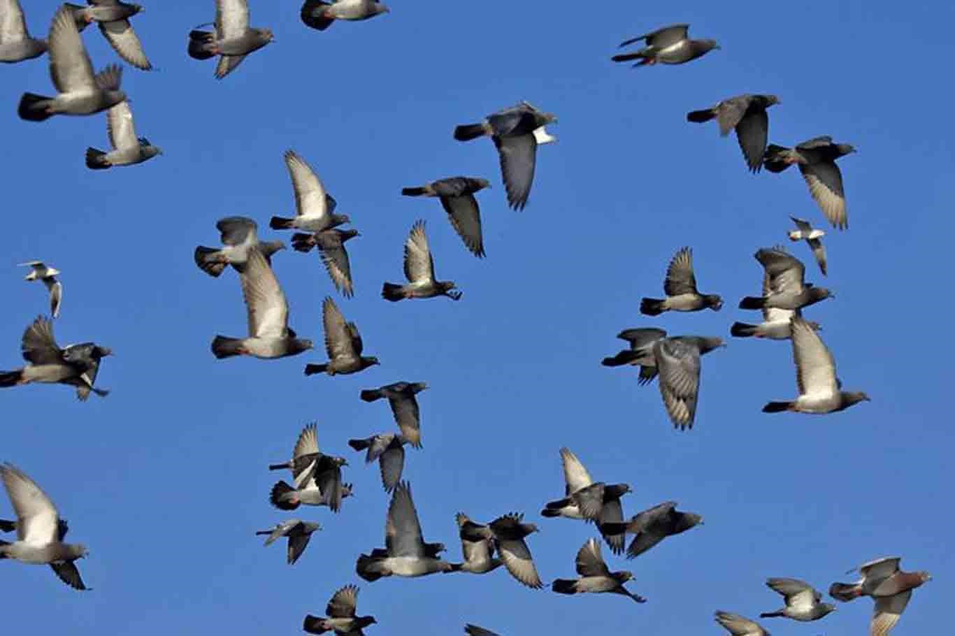 Rusya, uzaktan yönlendirilebilen "biyo-drone" güvercinler geliştirdi