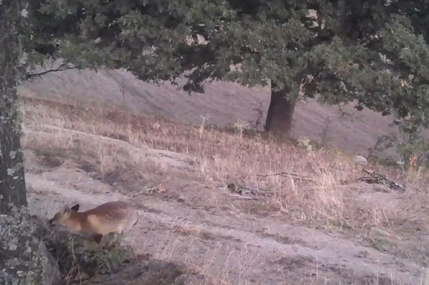 Foto kapanlar kızıl tilkilerin gündüz aktifliğini ortaya çıkardı;