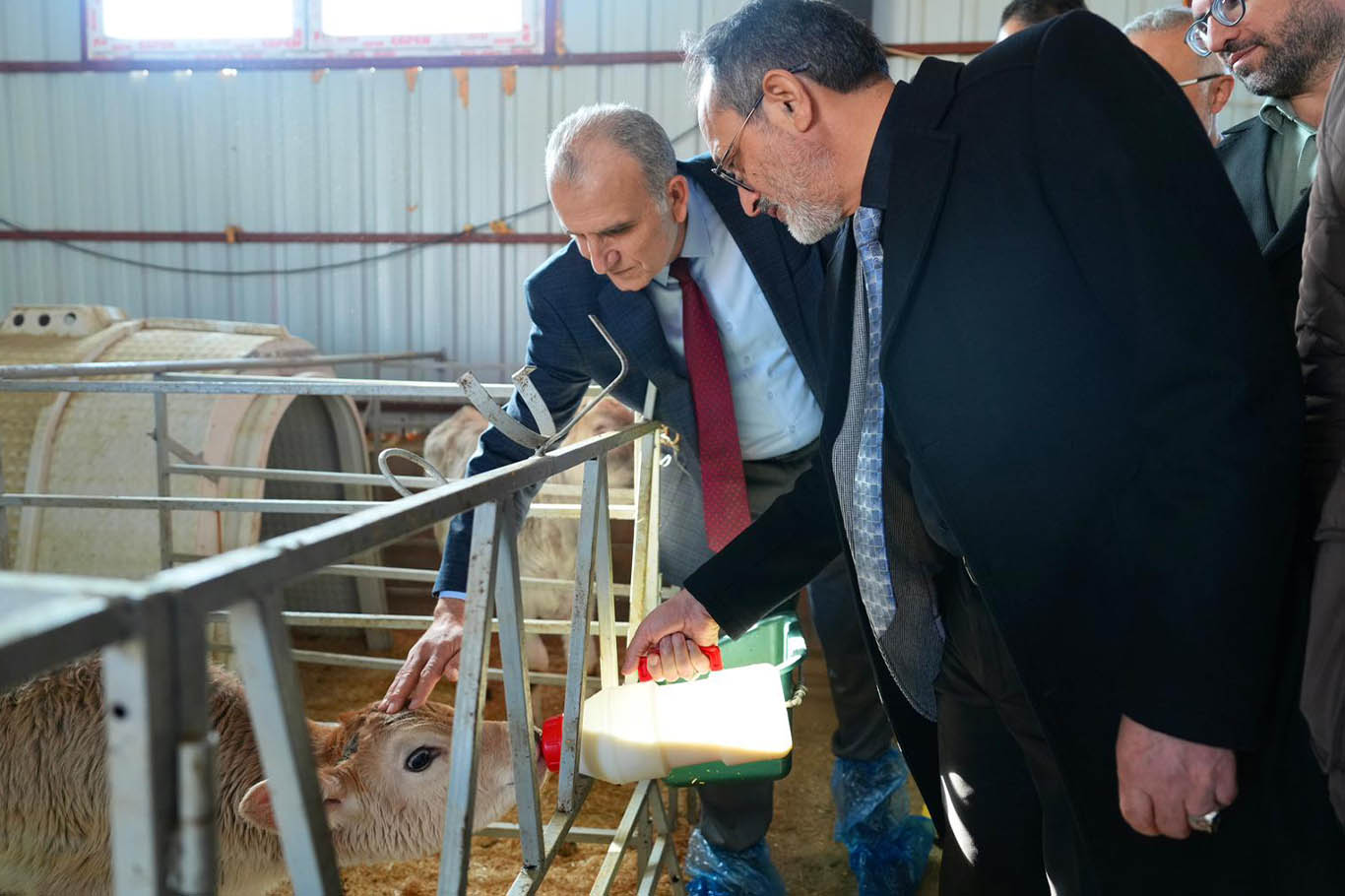 Bingöl Üniversitesi’nde yeni doğan buzağılar kampüse neşe kattı;