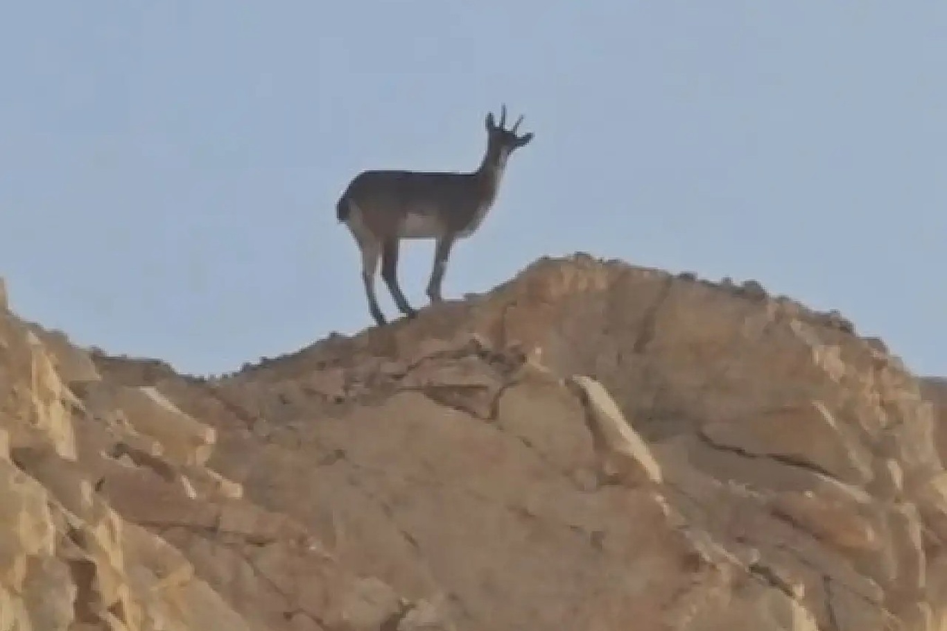 Siirt–Şırnak sınır hattında yaban hayatının zenginliği bir kez daha gözler önüne serildi;