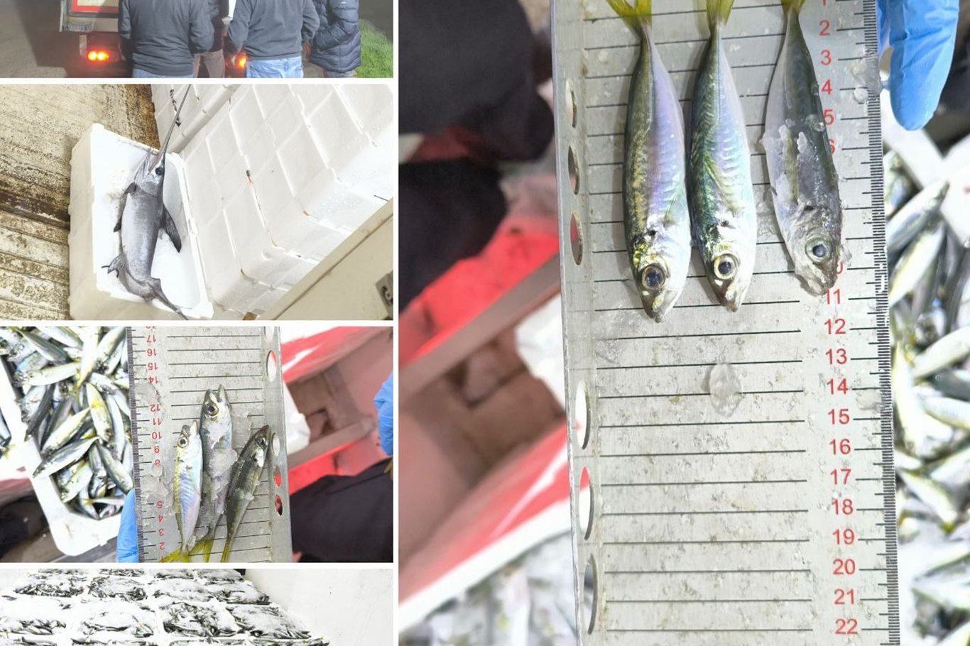 Bursa’da yasak avlanan balıklara el konuldu;