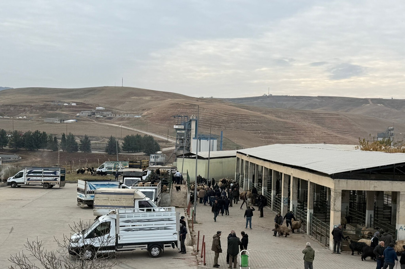 Siirt hayvan pazarı kapsamlı kontrollerin ardından yeniden açıldı