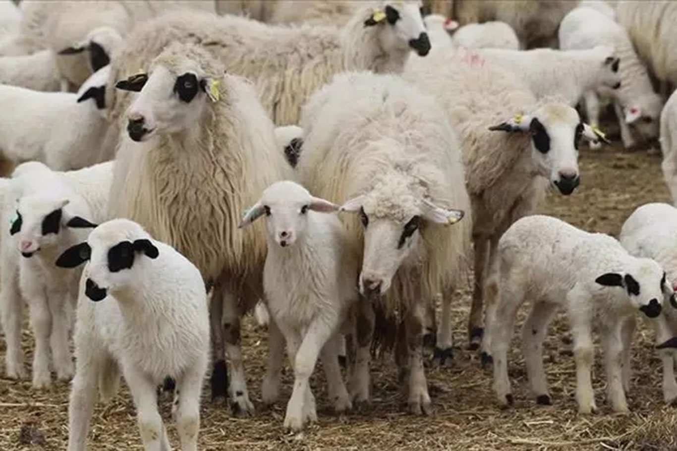 TİGEM'den 1200 küçükbaş hayvan için satış ihalesi;