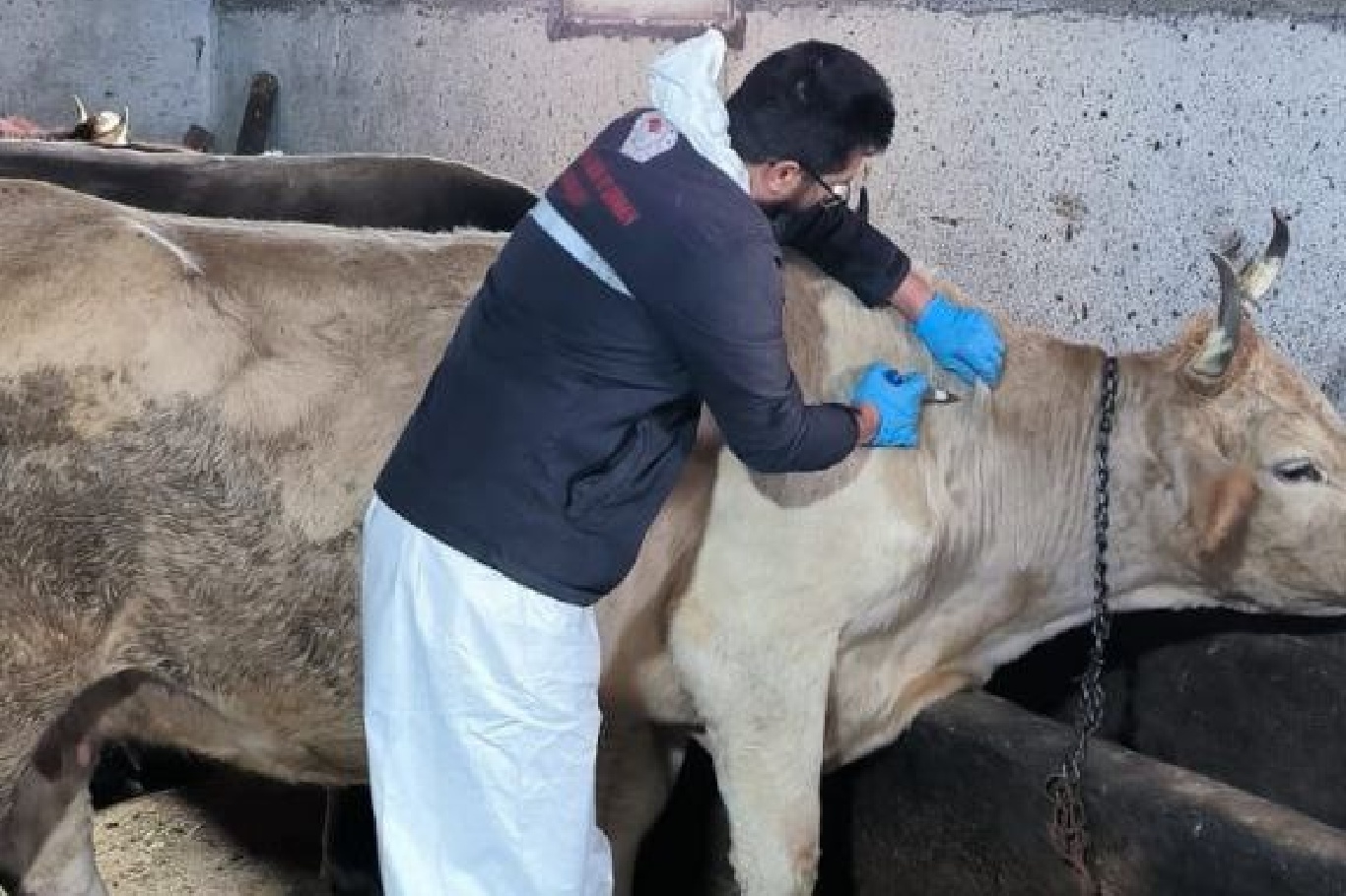 Muğla’da şap hastalığı tespit edilen 11 mahalle karantinaya alındı;