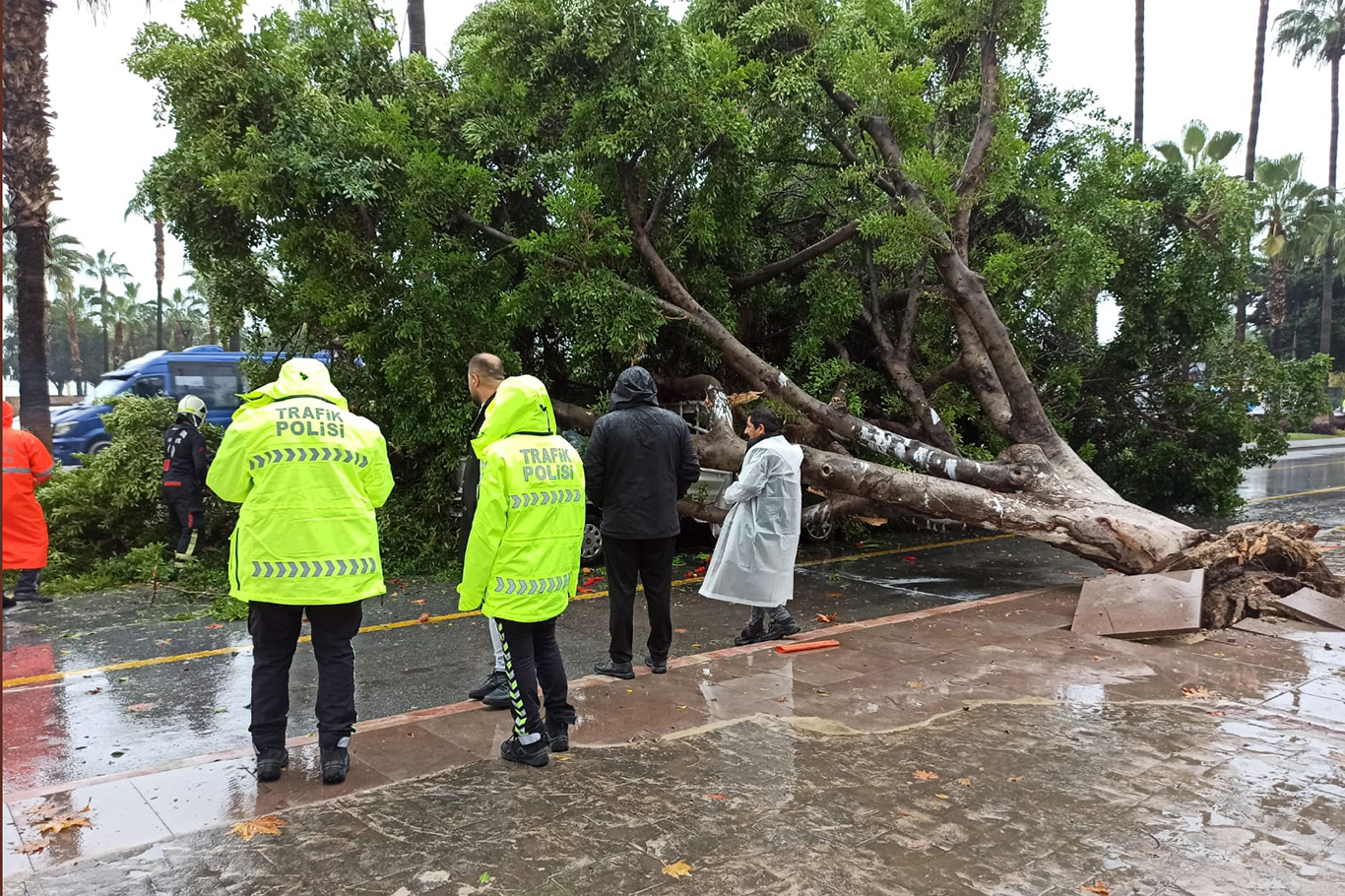 Mersin’de devrilen ağaç 3 aracın üzerine düştü;