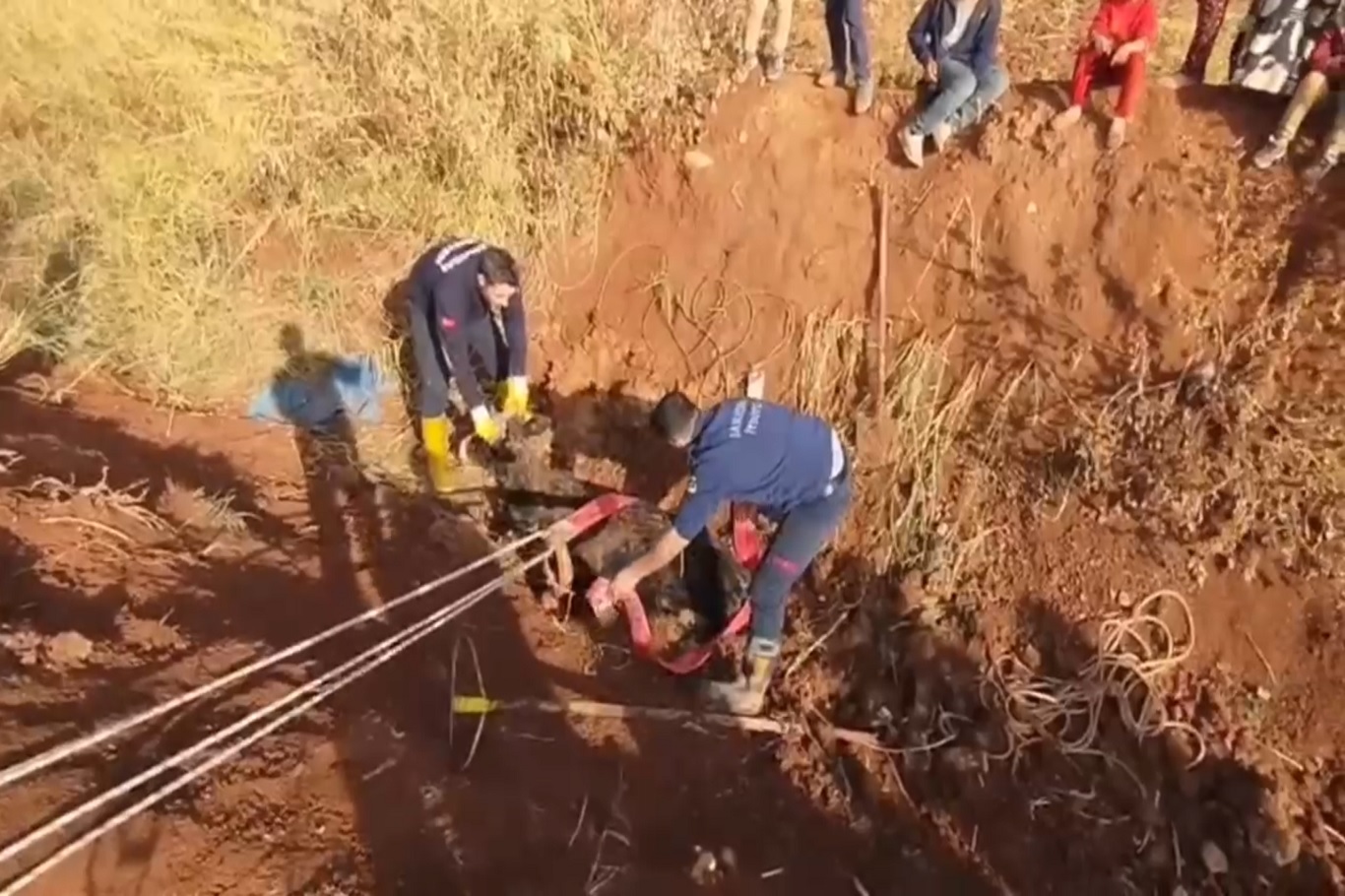Şanlıurfa’da tahliye kanalına düşen büyükbaş hayvan kurtarıldı;