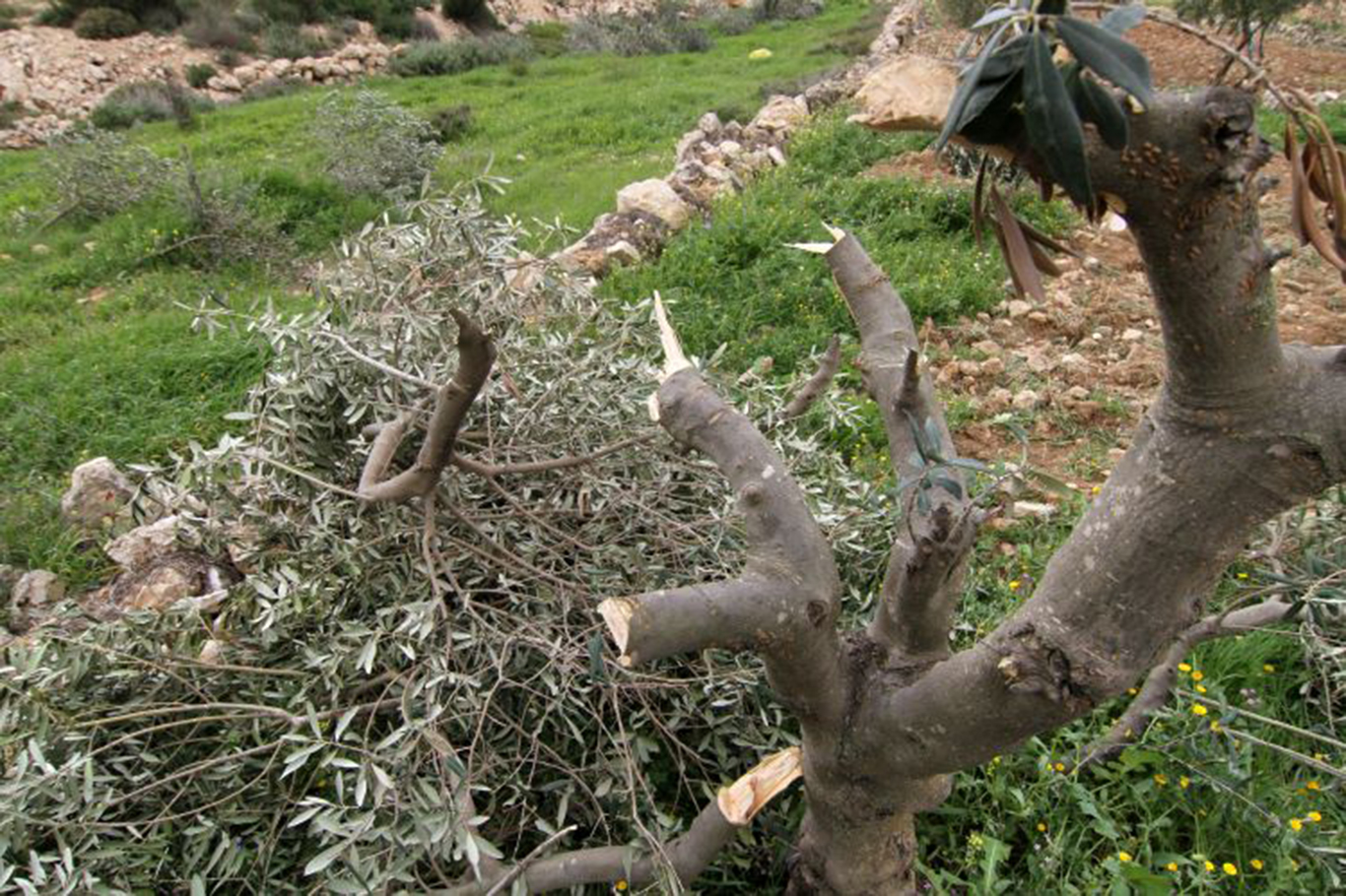 İşgalciler Selfit'te zeytin ağaçlarını söktü