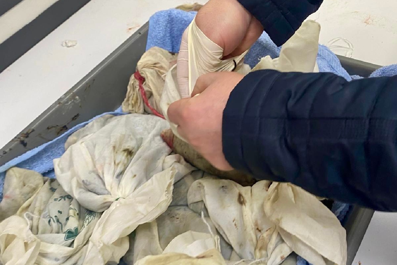 İstanbul Havalimanı’nda 90 bin canlı tıbbi sülük ele geçirildi