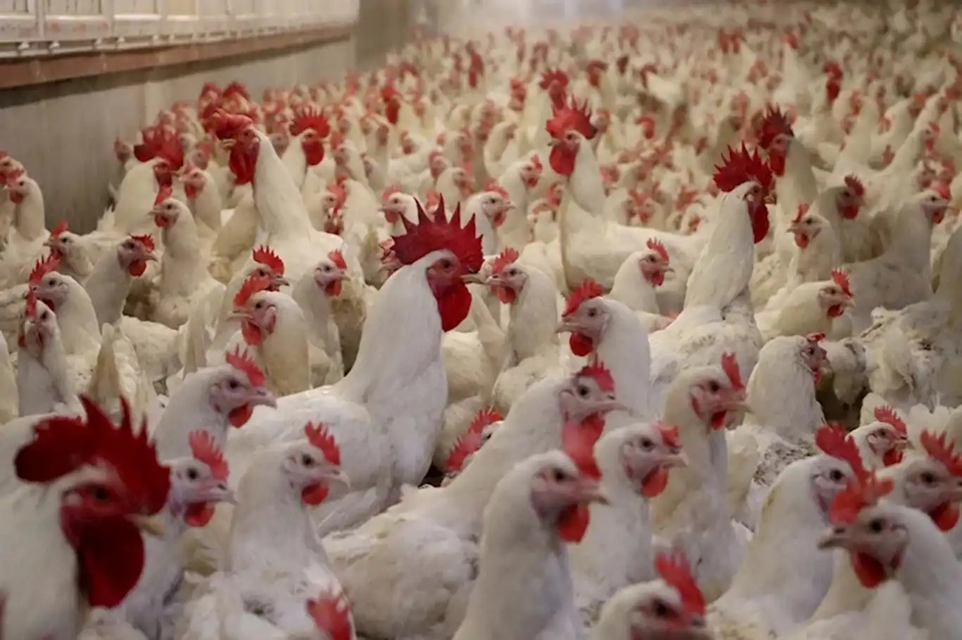 Ticaret Bakanlığı tavuk ihracatını durdurdu