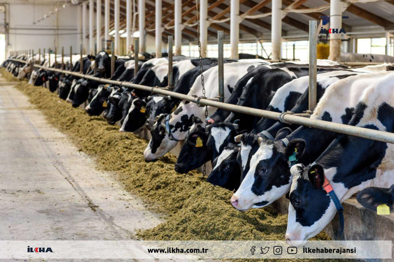 Büyükbaş hayvan sayısı yüzde 4,3 arttı