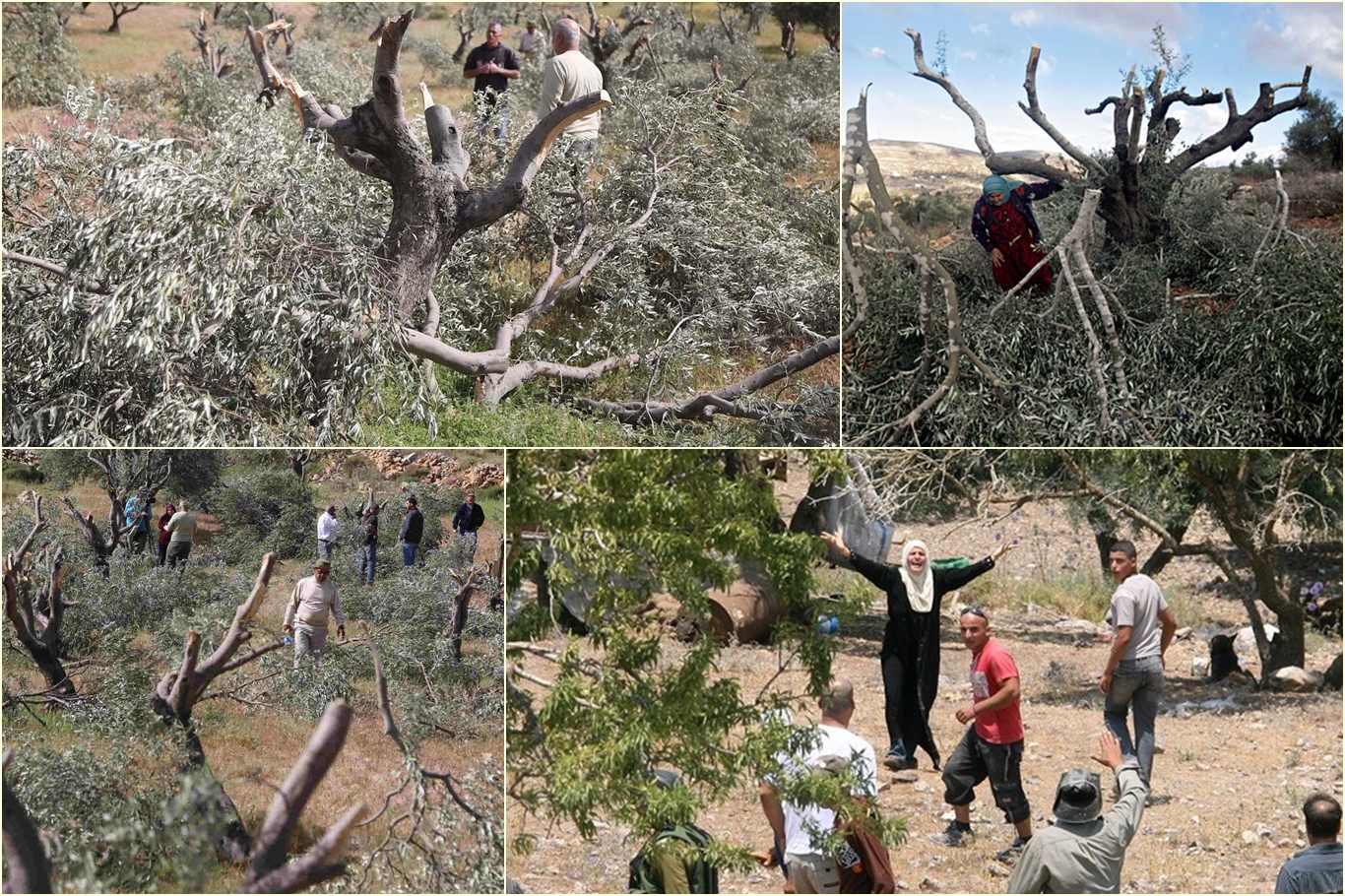 Siyonist işgalcilerde değişen birşey yok: Ekini ve nesli ifsat etmeye devam