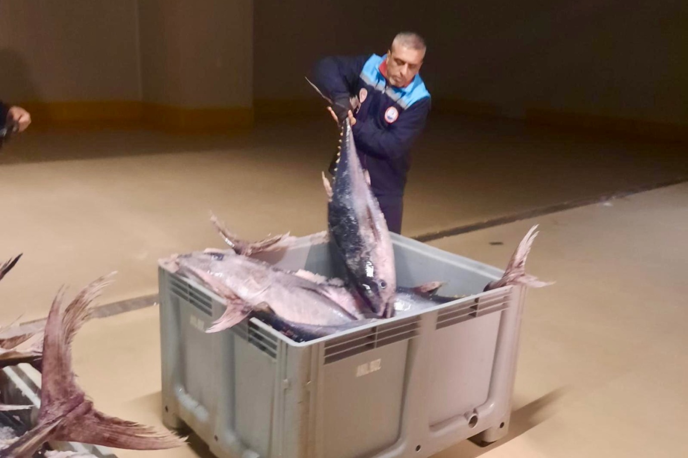 İstanbul’da yasa dışı avlanan 570 kilogram orkinos ele geçirildi