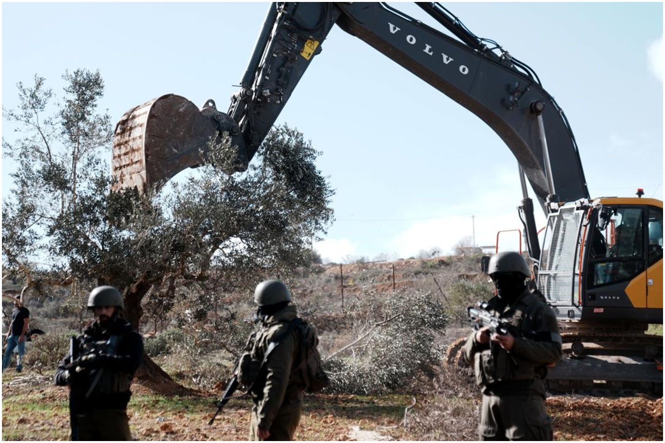 İşgal rejimi, Batı Şeria'da Filistinlilerin zeytin ağaçlarını söküyor