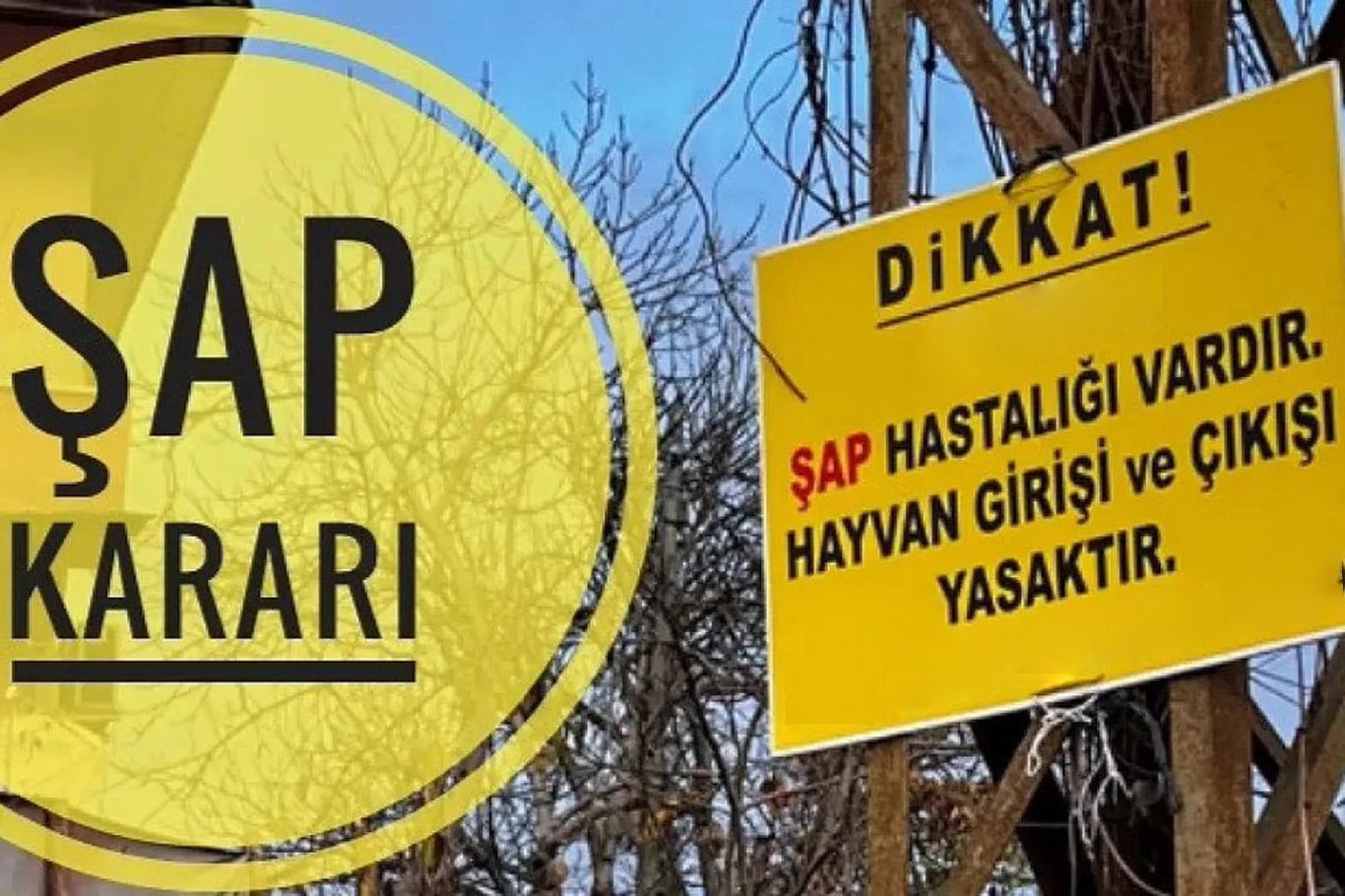 Muğla'da şap karantinası