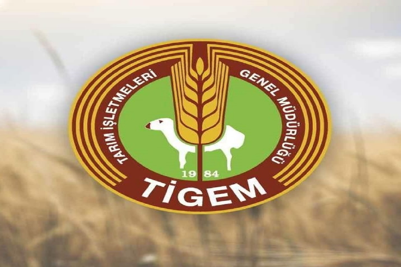 TİGEM’den 5 ton fıstık çamı kozalağı için ihale duyurusu