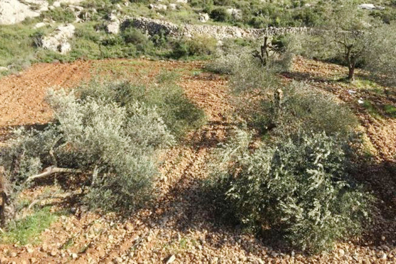İşgalciler Beytüllahim'de yüzlerce zeytin ağacını sökerek tahrip etti