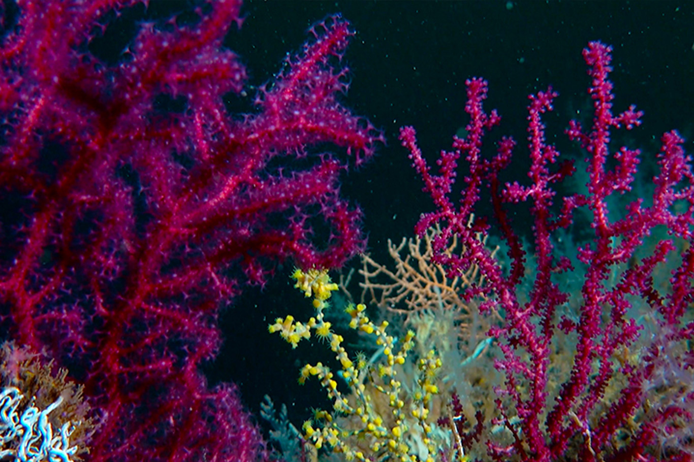 Marmara Denizi’ndeki mercanlar yeniden yaşamla buluşturuluyor