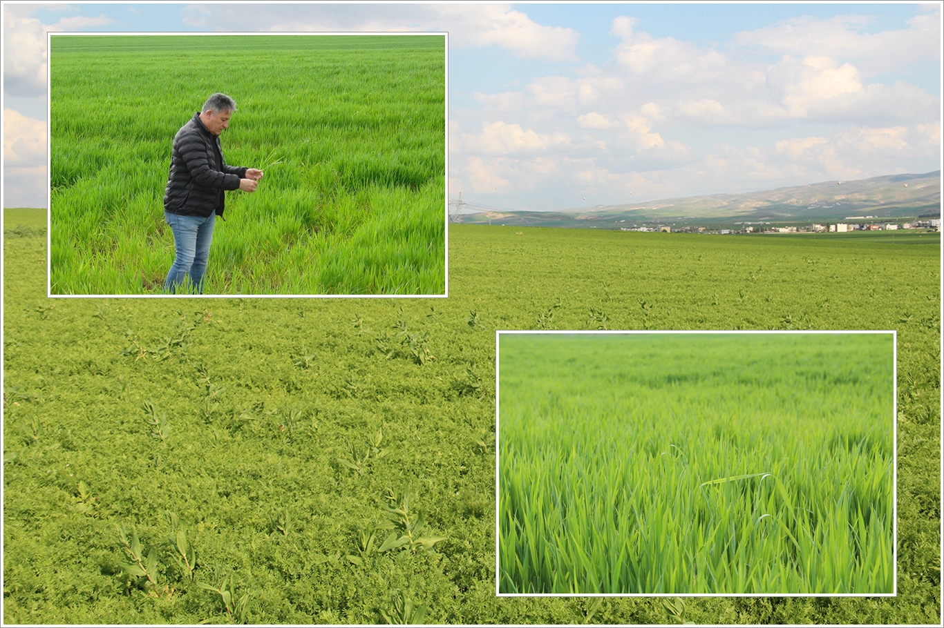 ZMO Başkanı Doğan: Buğday, arpa ve mercimekte yüksek rekolte bekliyoruz