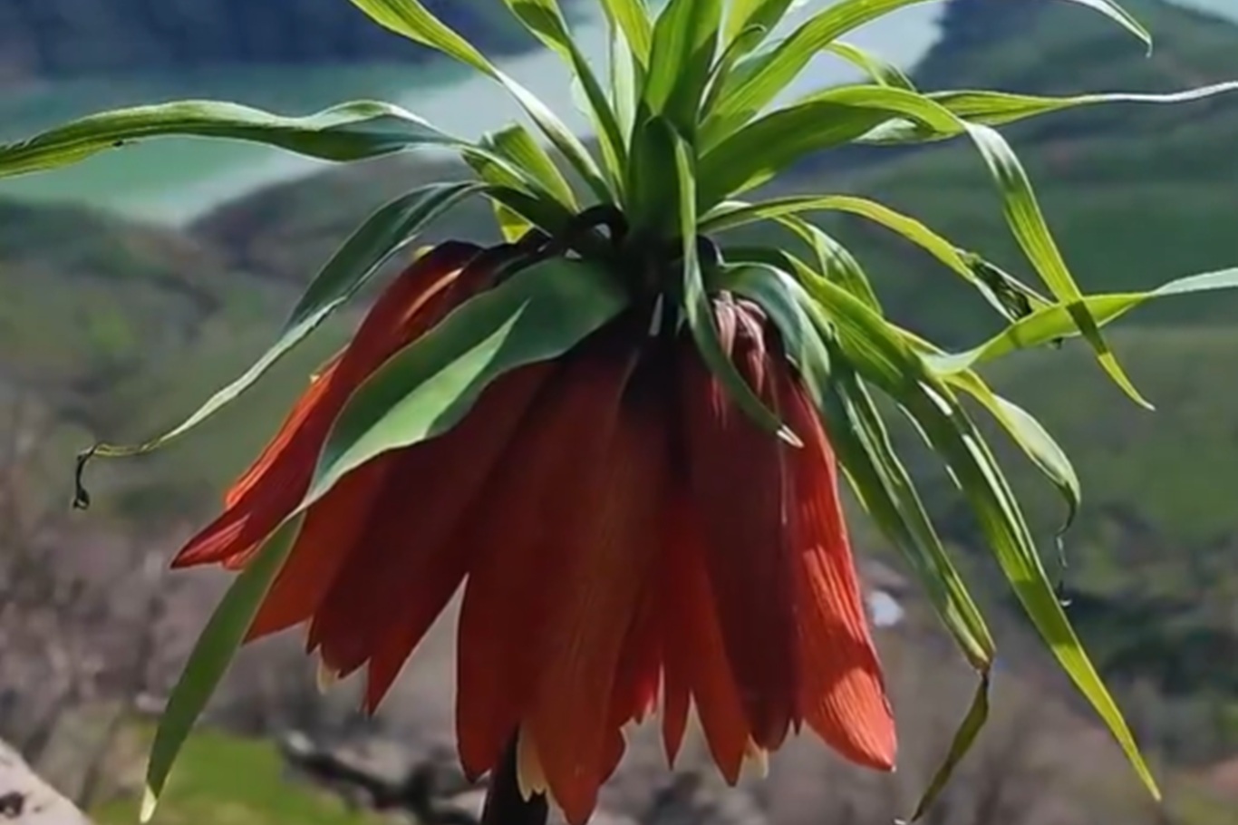 Bingöl dağlarının 'Hüzün çiçeği' ters laleler yüzünü gösterdi