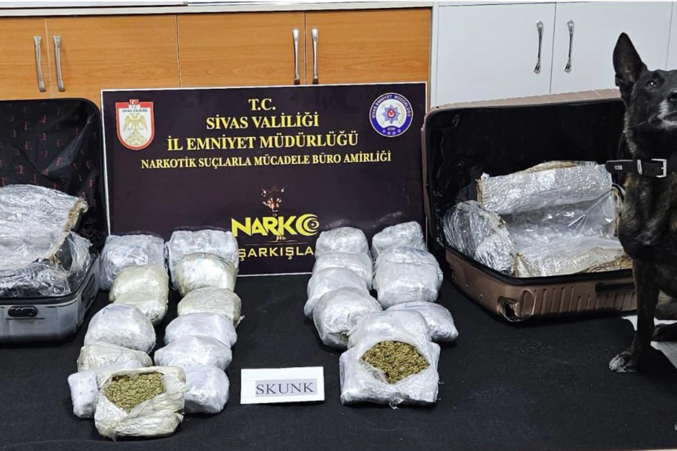 Sivas’ta 12,5 kilogram skunk ele geçirildi: 2 kişi tutuklandı