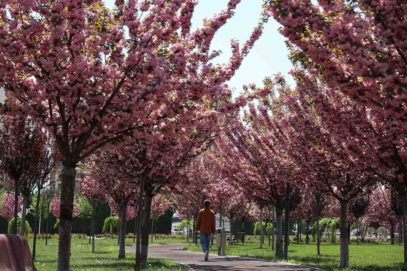 Konya’da paklarda sakura çiçekleri açtı