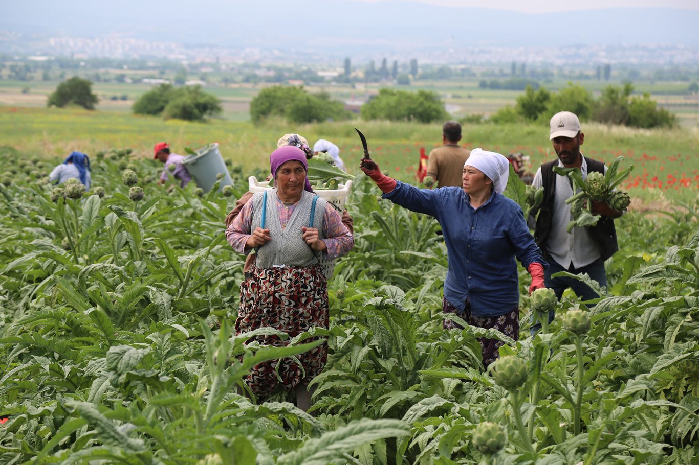 Bursa'nın tescili Hasanağa Enginarı'nda hasat başladı