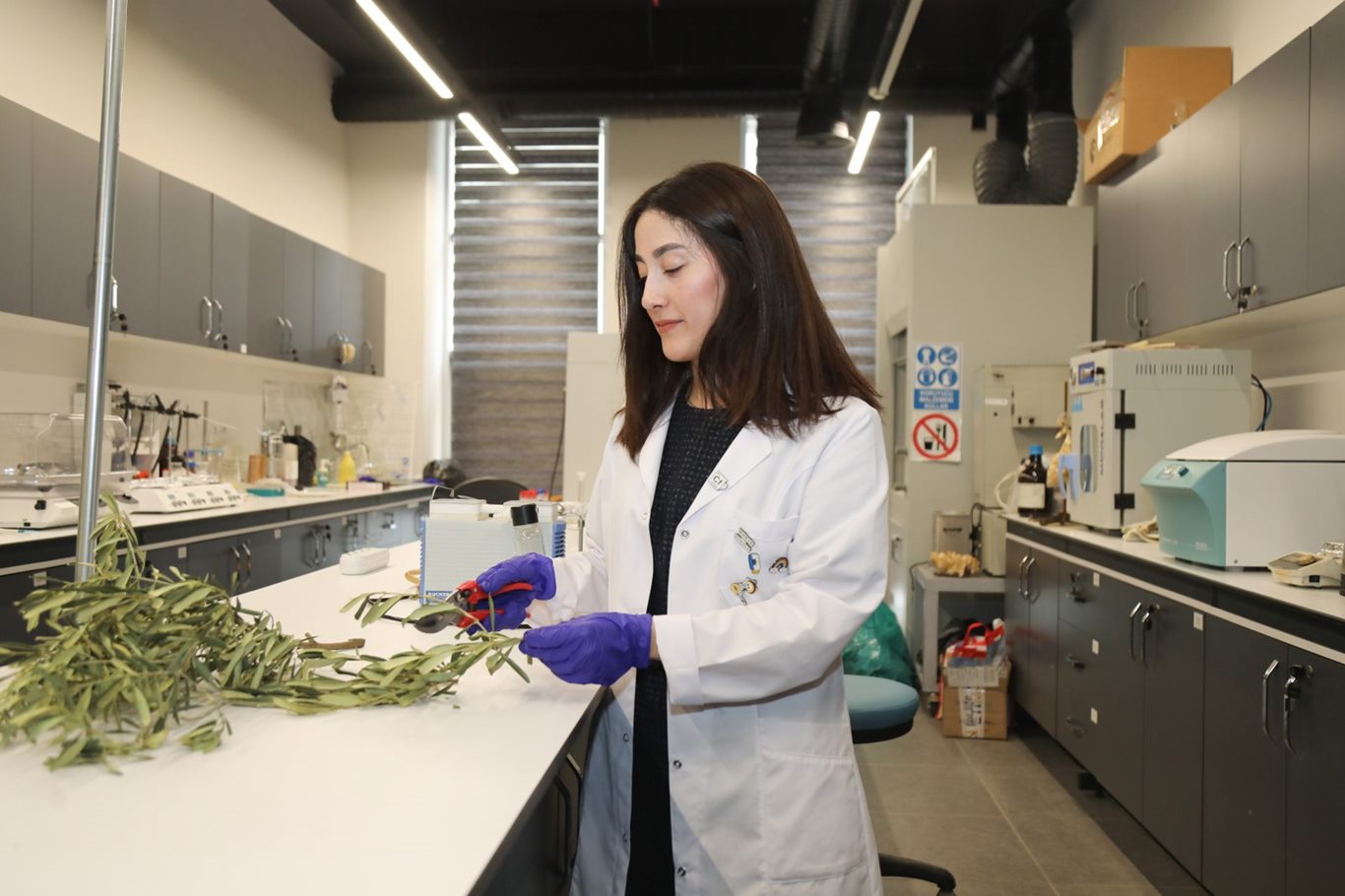 Atık zeytin dallarıyla kuraklığa akıllı çözüm 