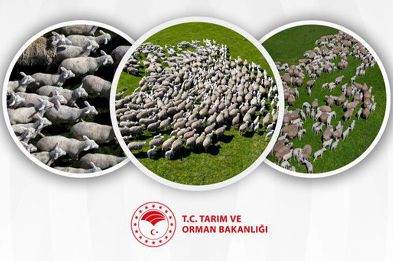 Kırsalda Bereket Küçükbaşa Destek Projesinin ilk etap sonuçları açıklandı