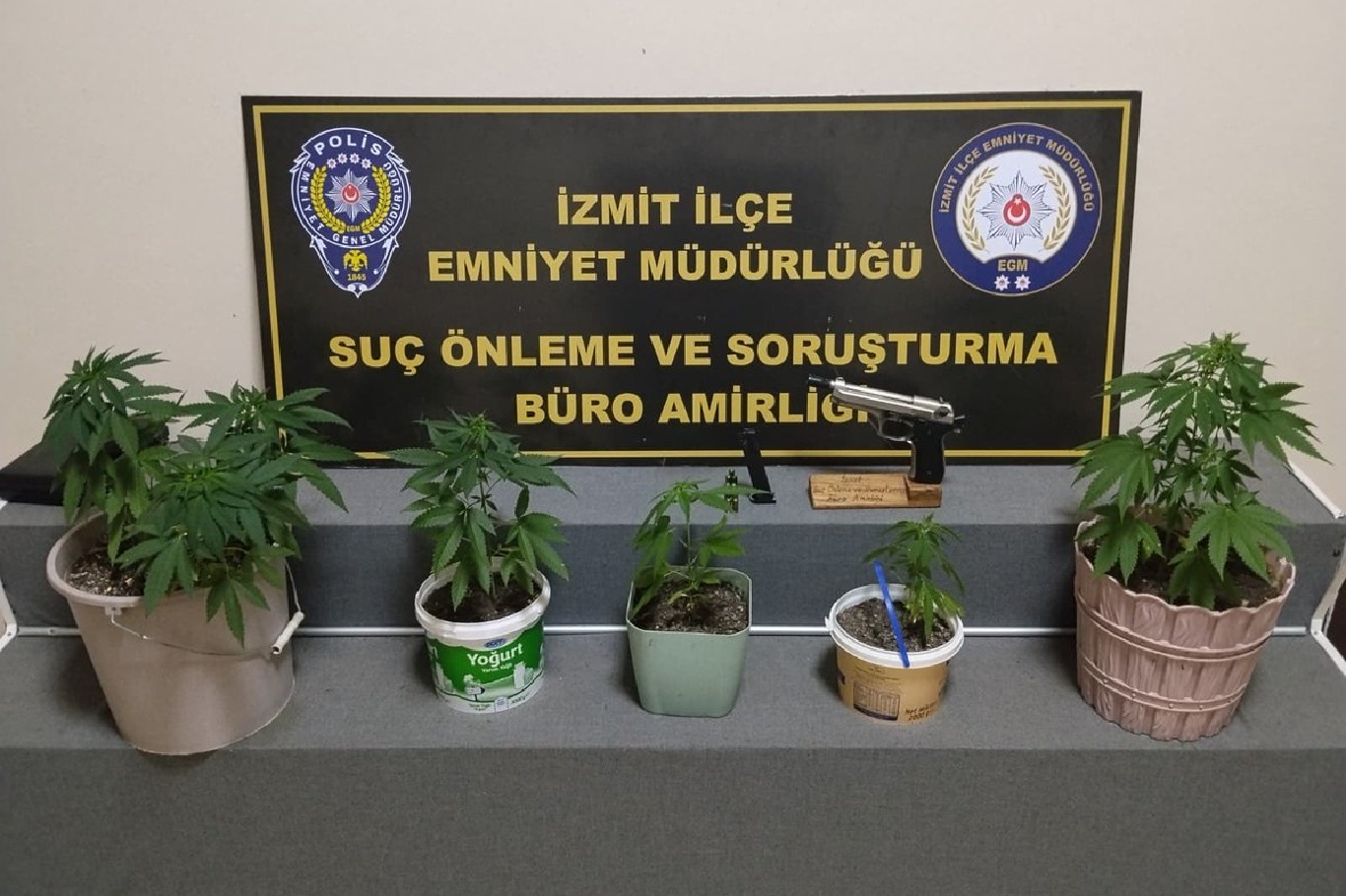 Kocaeli'de evde yetiştirilen 8 kök Hint keneviri ele geçirildi