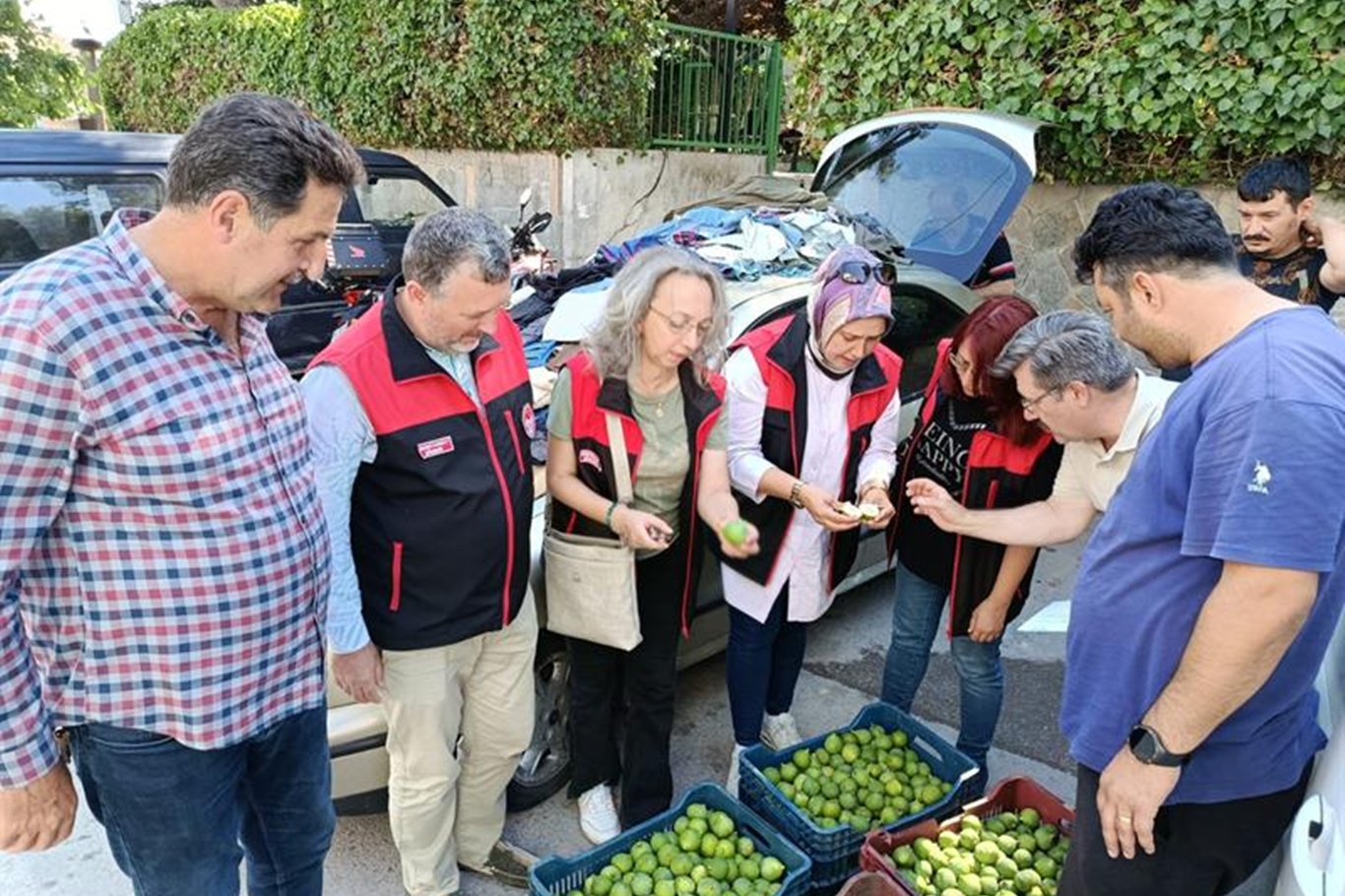 Bursa siyah inciri için ilek denetimleri tamamlandı