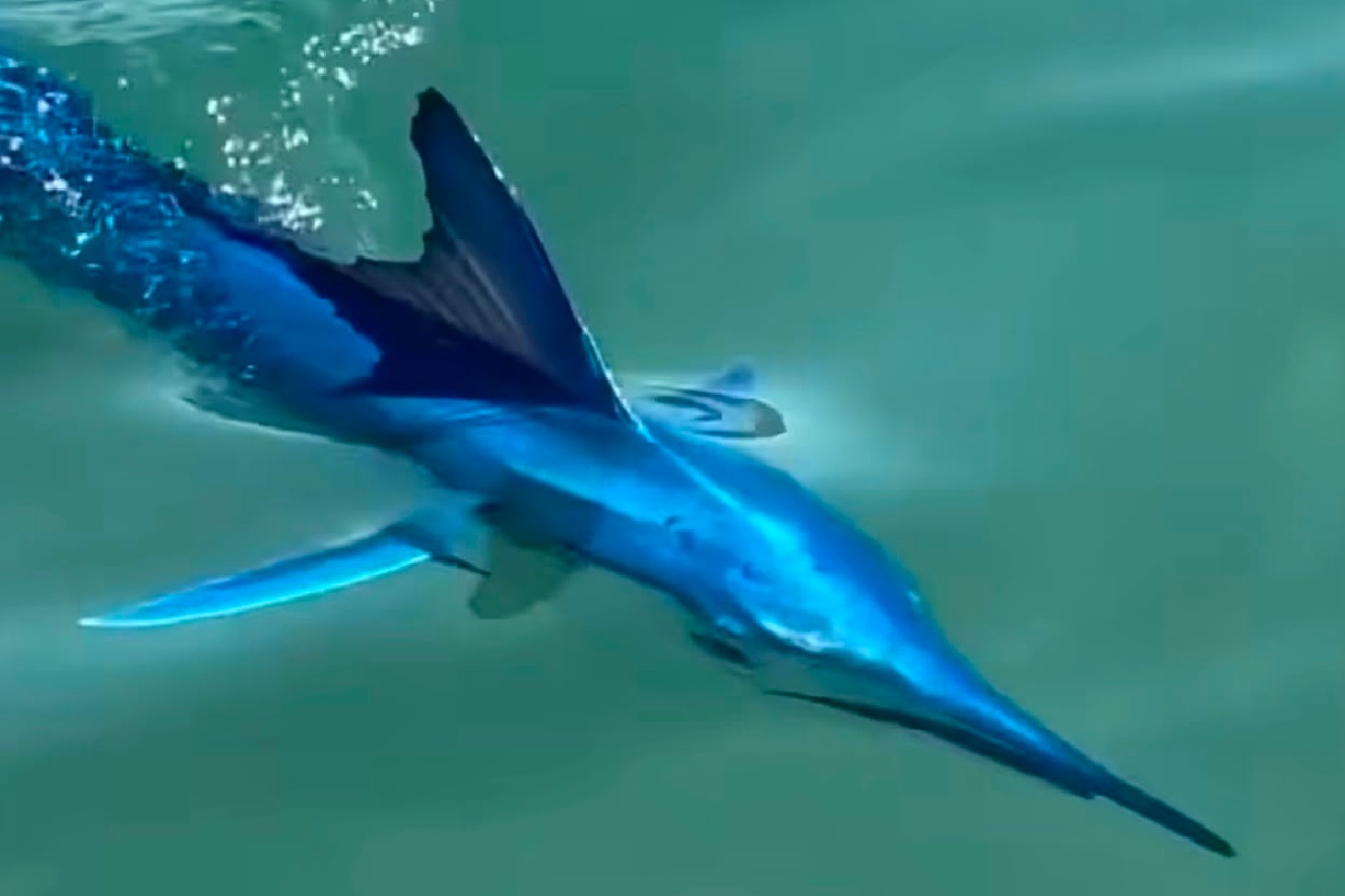 Bodrum açıklarında nadir görülen mavi marlin görüntülendi