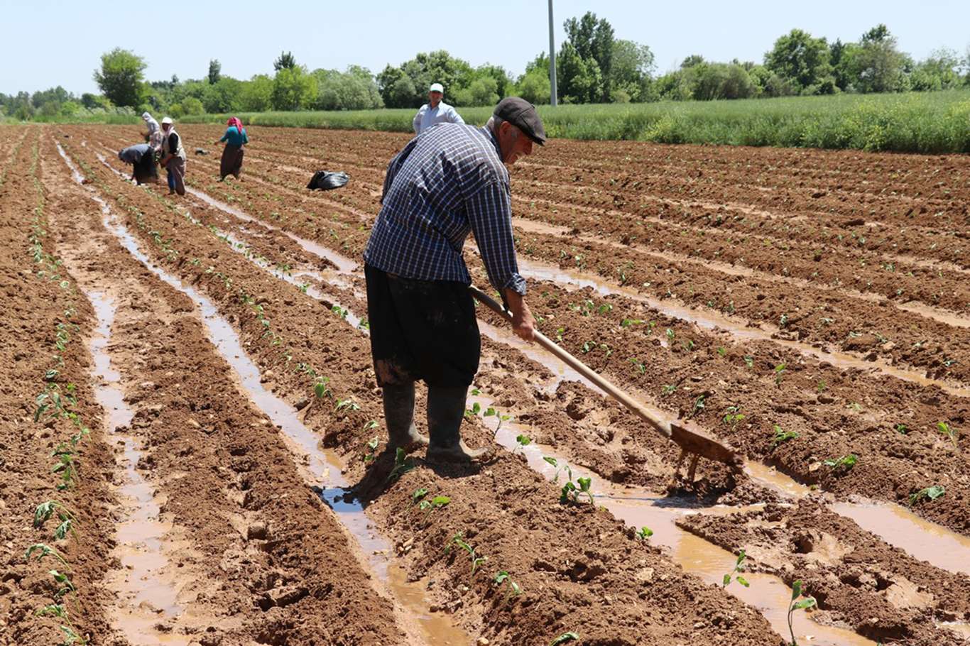 Tarımsal destek ödemeleri çiftçilerin hesaplarına aktarılacak