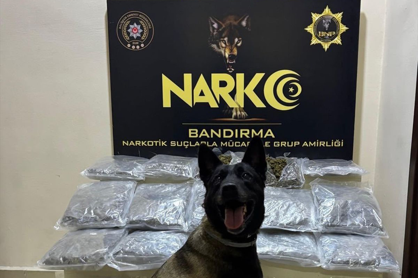 Balıkesir'de uyuşturucu operasyonu: 11 kilogram skunk ele geçirildi
