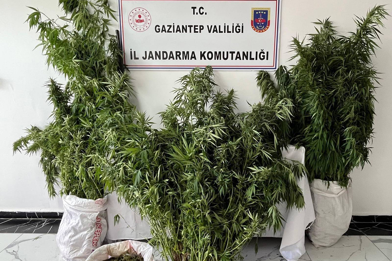 Gaziantep'te 215 kök kenevir ele geçirildi