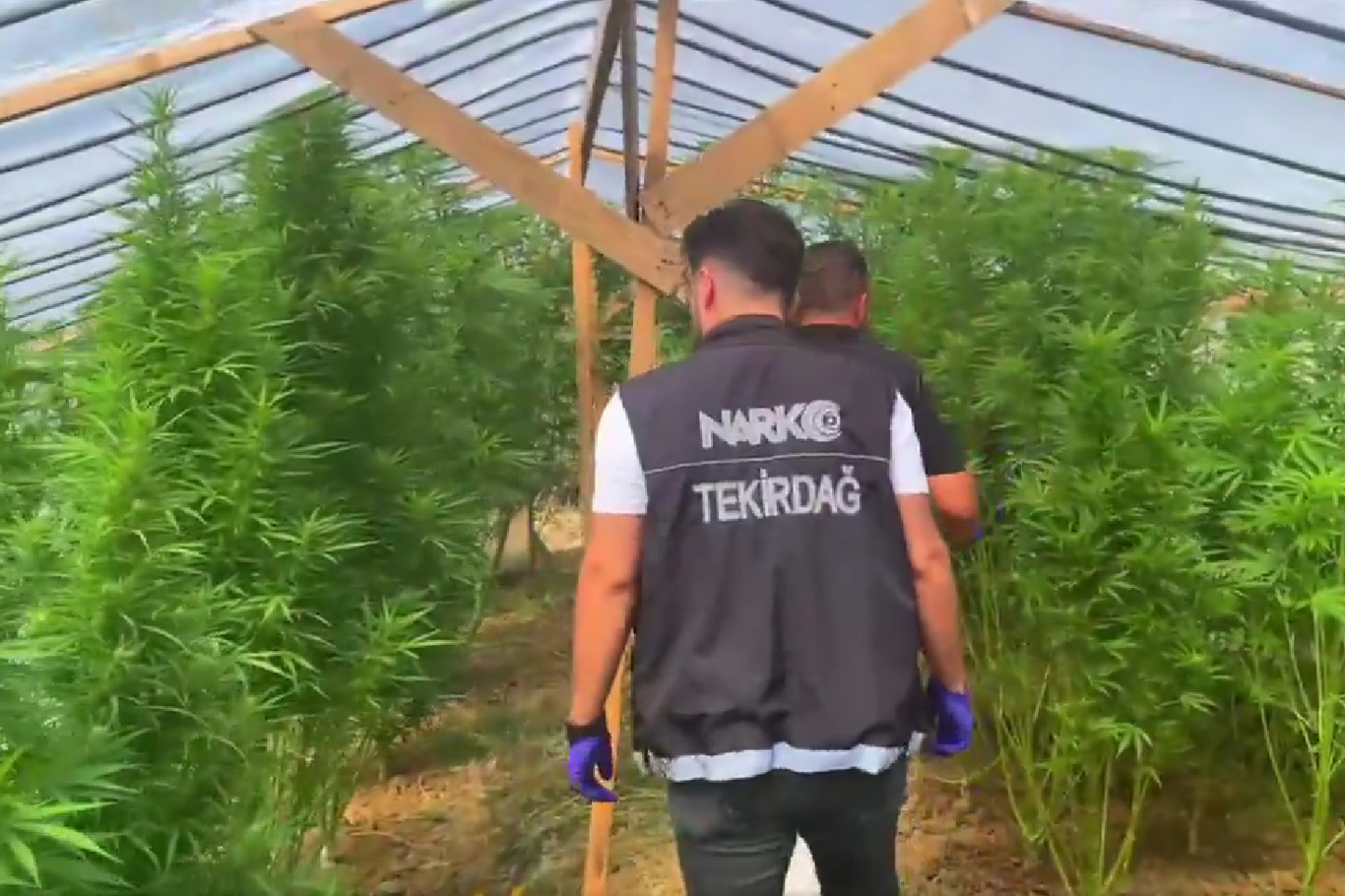 Tekirdağ'da bağ evine uyuşturucu operasyonu: 109 kök hint keneviri ele geçirildi