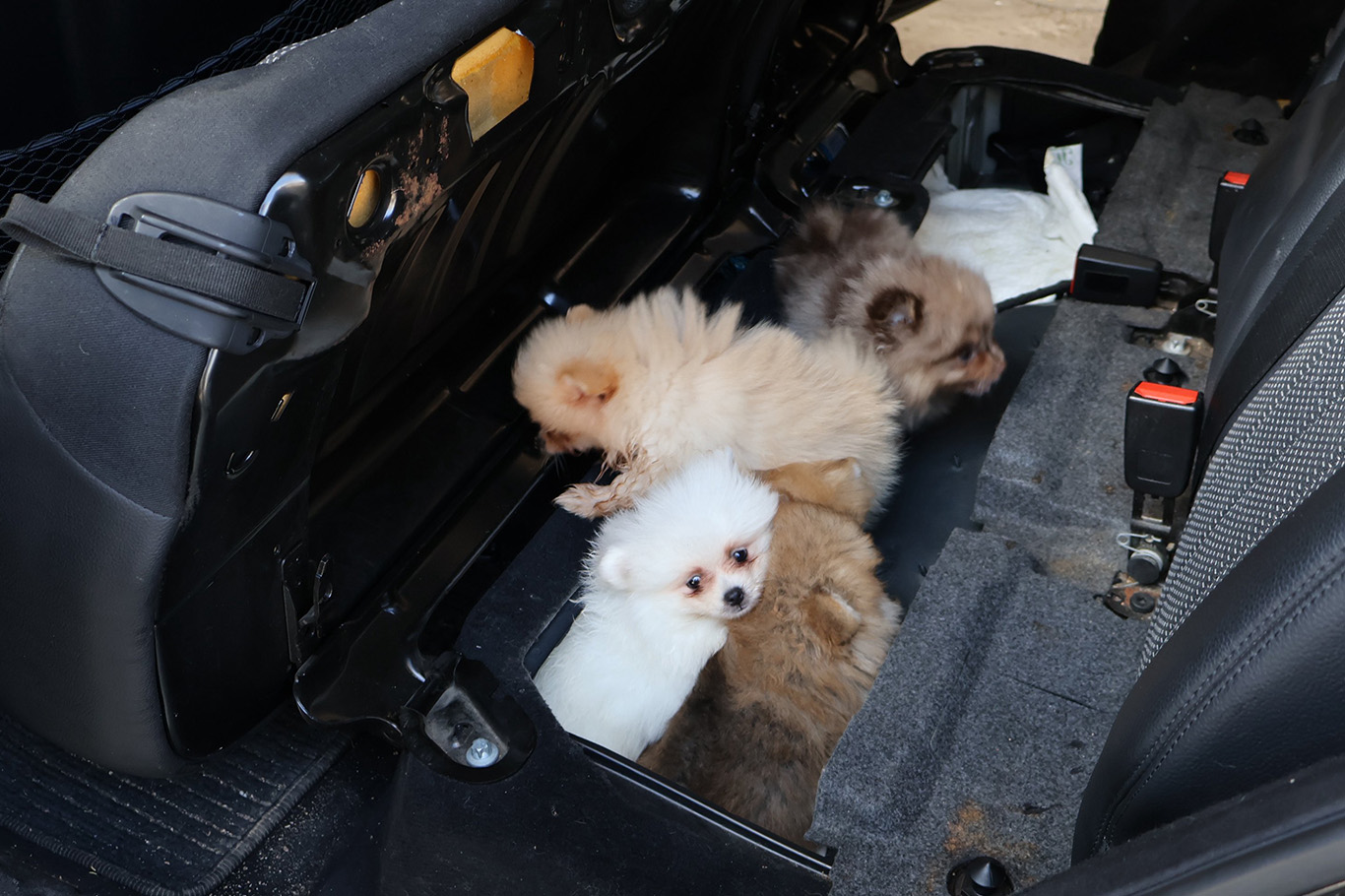 Kapıkule'de kaçak hayvan geçişinde gizlenen 5 yavru köpek kurtarıldı