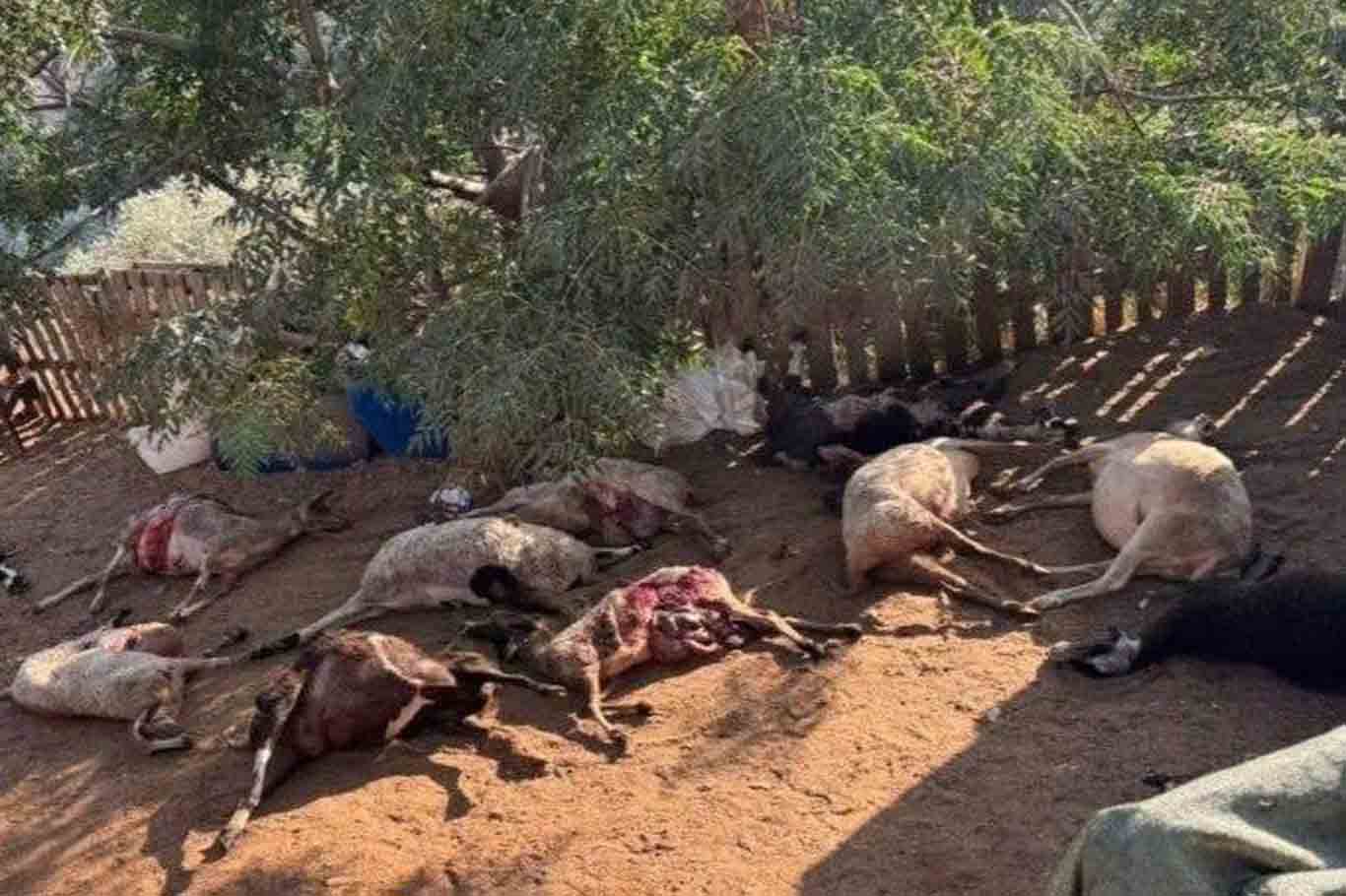 Siyonist yerleşimciler Nablus'ta Filistinlilerin hayvanlarını zehirledi
