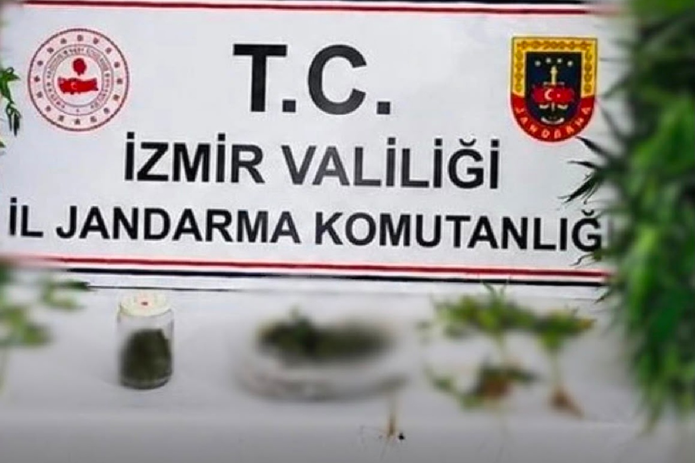 Ödemiş'te hint keneviri operasyonunda bir tutuklama