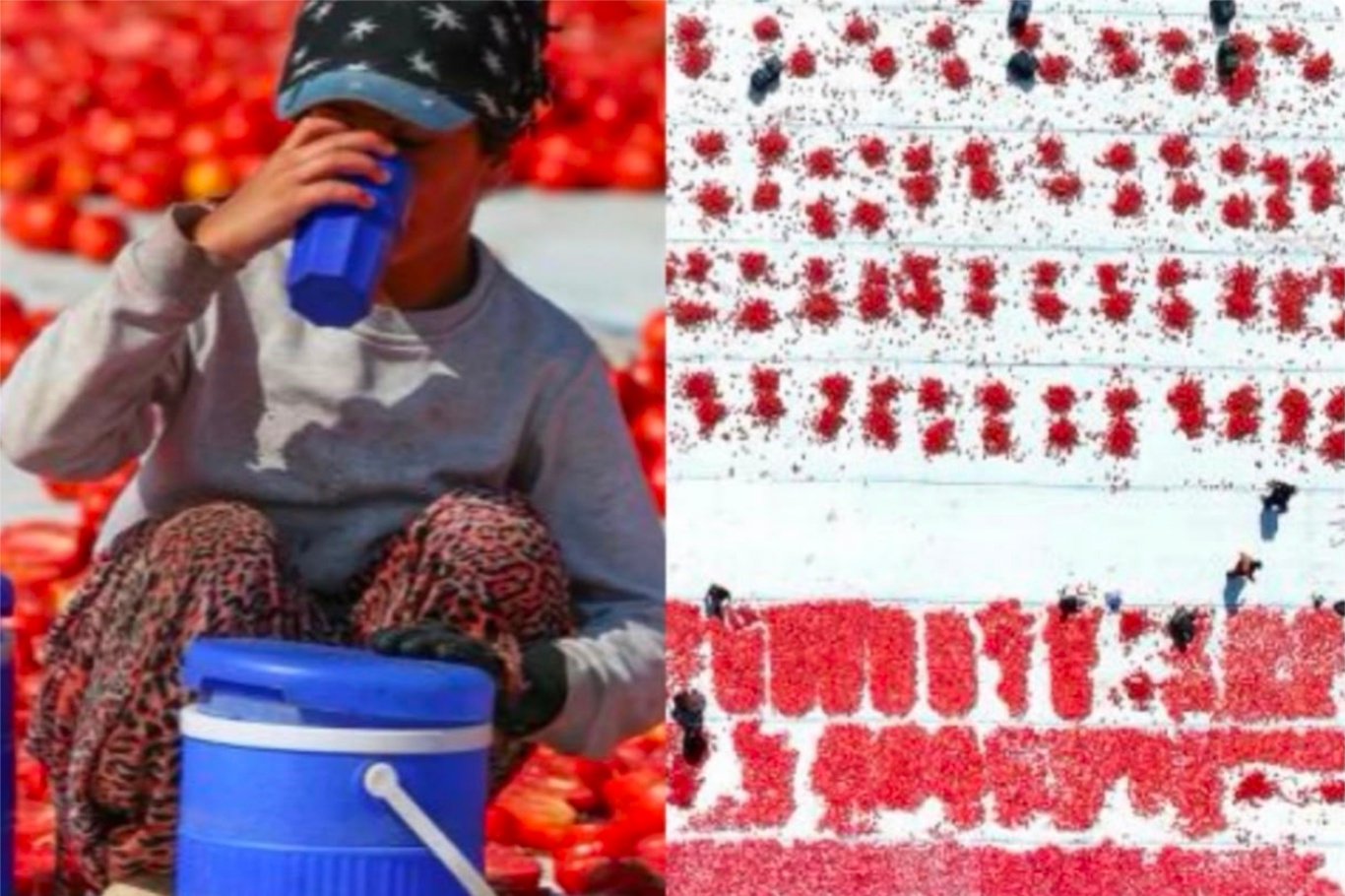 Torbalı Ovası'nda kurutulmuş domates mesaisi başladı