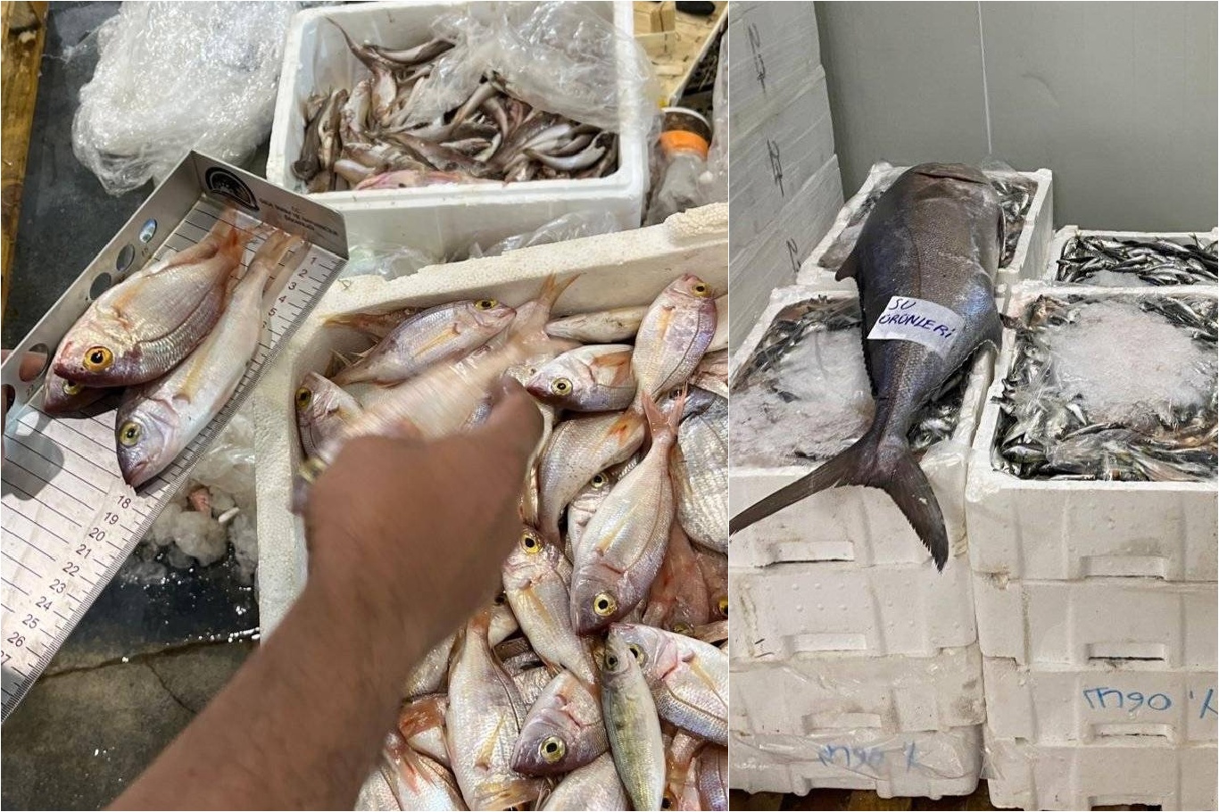 İzmir'de yasa dışı avlanan 241 kilogram su ürününe el konuldu
