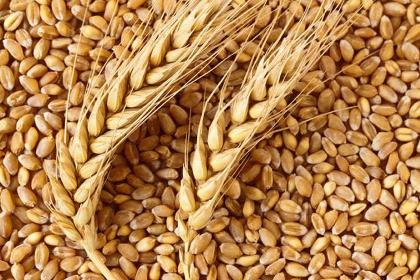 Ekmeklik buğday ihracatına yeniden izin verildi