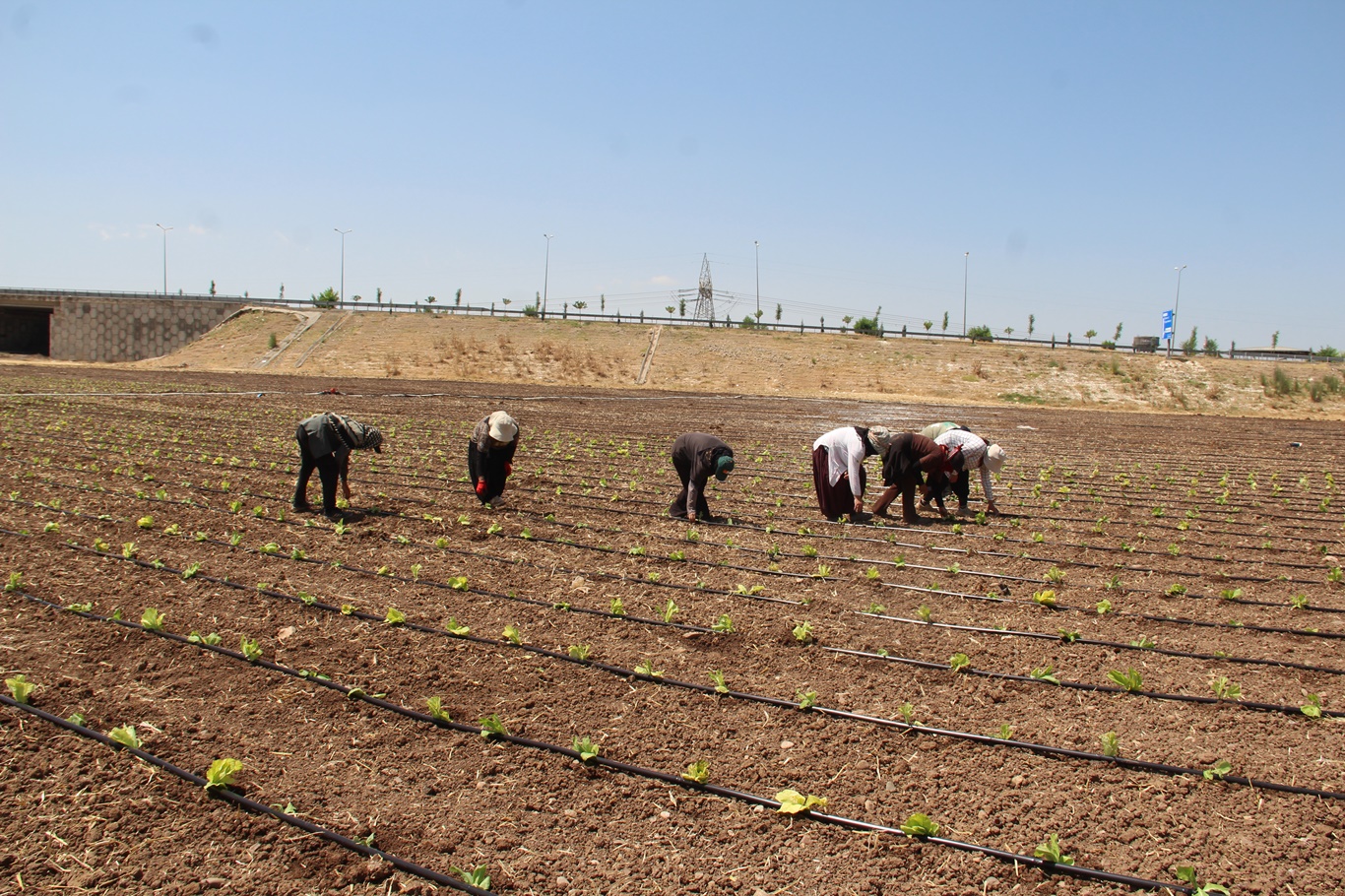 Tarım işçilerinin kavurucu sıcakta düşük yevmiyeyle geçim mücadelesi