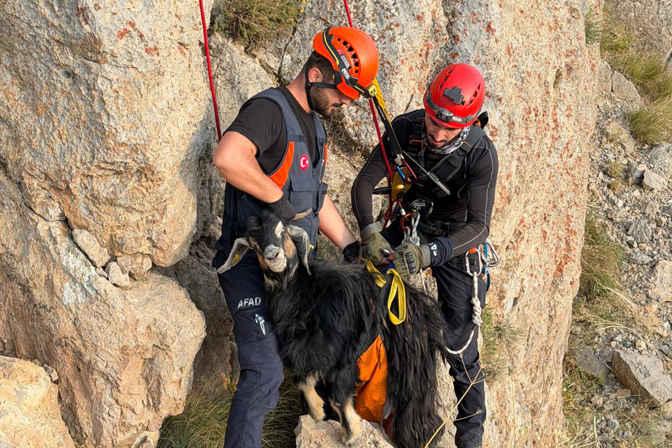 Şırnak'ta dağda mahsur kalan keçiler için ekipler seferber oldu