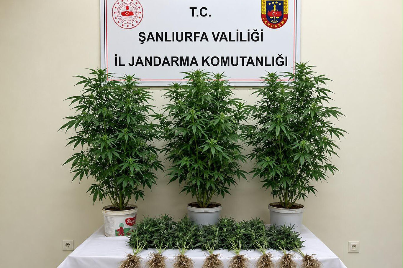 Şanlıurfa'da kenevir operasyonu