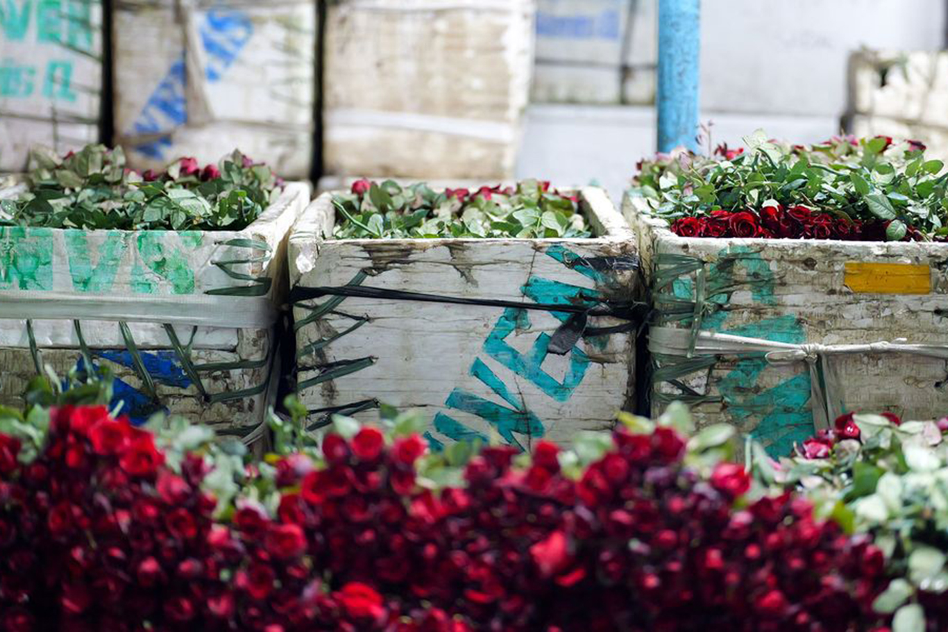 Yunanistan'da "Kötülük Çiçekleri" operasyonu: 84 kilogram kokain ele geçirildi