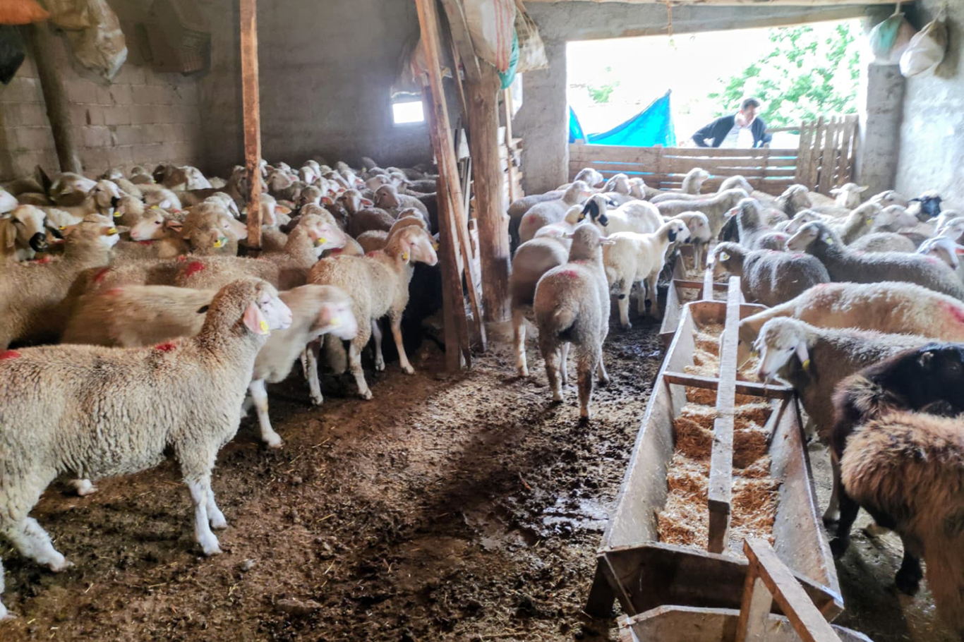  Konya’da küçükbaş hayvancılığa “Bereket” desteği