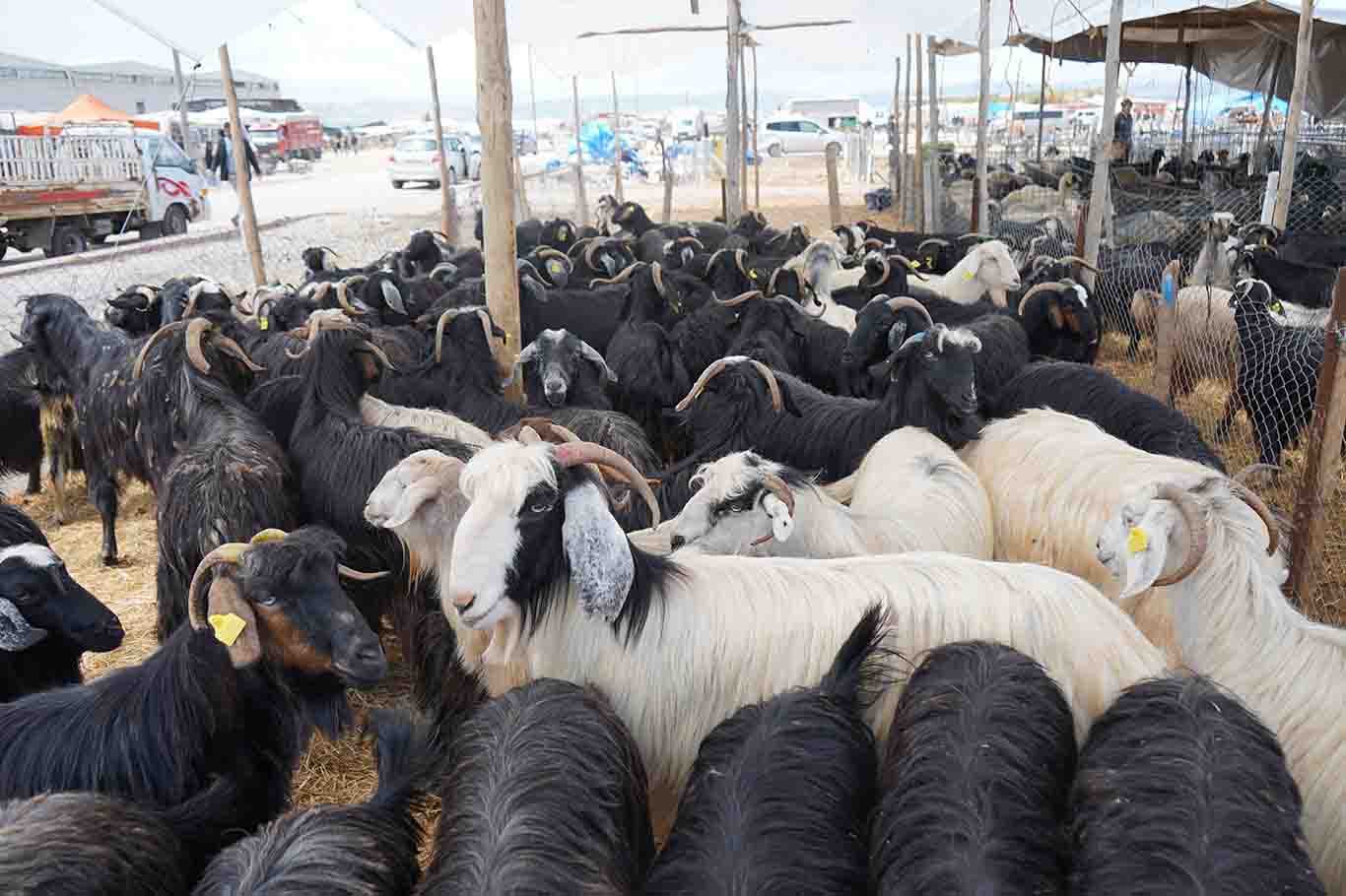 Akşehir’de hayvan pazarı veba hastalığı nedeniyle kapatıldı