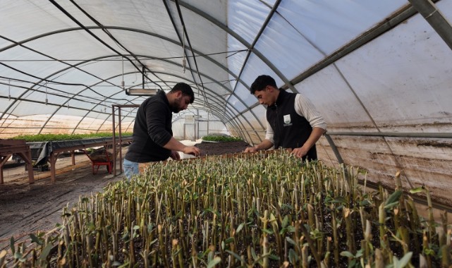 ŞANLIURFA’DA MODERN SERALARDA 30 BİN FİDAN ÜRETİMİ BAŞLADI