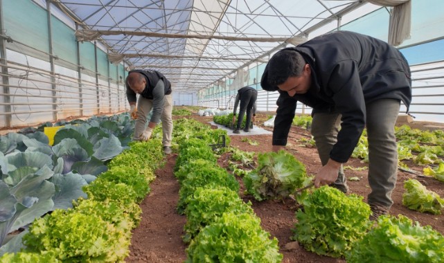 BÜYÜKŞEHİR SERALARINDA KIŞLIK SEBZE HASADI BAŞLADI