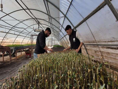 ŞANLIURFA’DA MODERN SERALARDA 30 BİN FİDAN ÜRETİMİ BAŞLADI